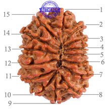 Load image into Gallery viewer, 15 Mukhi Rudraksha from Nepal - Bead No. 28