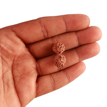 Load image into Gallery viewer, 15 Mukhi Indonesian Gaurishankar Rudraksha - Bead No. 248