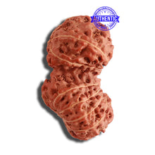 Load image into Gallery viewer, 15 Mukhi Indonesian Gaurishankar Rudraksha - Bead No. 248