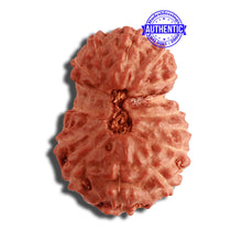 Load image into Gallery viewer, 15 Mukhi Indonesian Gaurishankar Rudraksha - Bead No. 249