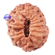 Load image into Gallery viewer, 15 Mukhi Indonesian Rudraksha - Bead No. 28