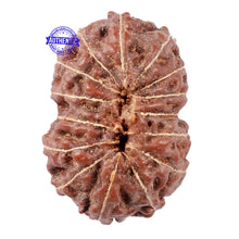 Load image into Gallery viewer, 15 Mukhi Indonesian Rudraksha - Bead No. 5