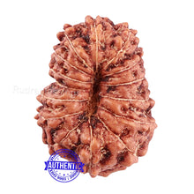 Load image into Gallery viewer, 15 Mukhi Indonesian Rudraksha - Bead No. 72