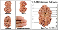 Load image into Gallery viewer, 15 Mukhi Indonesian Rudraksha - Bead No. 96