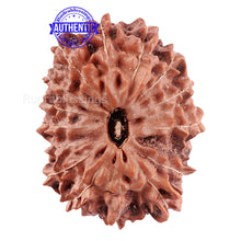 Load image into Gallery viewer, 15 Mukhi Indonesian Rudraksha - Bead No. 171