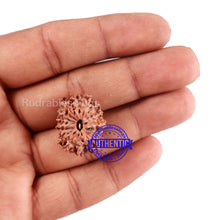 Load image into Gallery viewer, 15 Mukhi Indonesian Rudraksha - Bead No. 171
