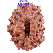 Load image into Gallery viewer, 15 Mukhi Indonesian Rudraksha - Bead No. 171
