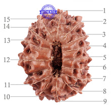 Load image into Gallery viewer, 15 Mukhi Indonesian Rudraksha - Bead No. 171