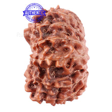 Load image into Gallery viewer, 15 Mukhi Indonesian Rudraksha - Bead No. 171