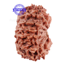 Load image into Gallery viewer, 15 Mukhi Indonesian Rudraksha - Bead No. 171