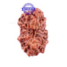 Load image into Gallery viewer, 15 Mukhi Indonesian Rudraksha - Bead No. 197