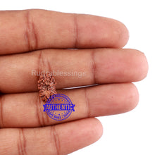 Load image into Gallery viewer, 15 Mukhi Indonesian Rudraksha - Bead No. 197