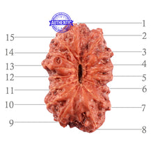 Load image into Gallery viewer, 15 Mukhi Indonesian Rudraksha - Bead No. 197
