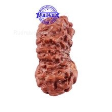 Load image into Gallery viewer, 15 Mukhi Indonesian Rudraksha - Bead No. 197