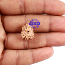 Load image into Gallery viewer, 15 Mukhi Indonesian Rudraksha - Bead No. 219