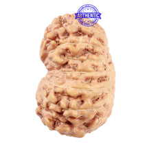 Load image into Gallery viewer, 15 Mukhi Indonesian Rudraksha - Bead No. 219