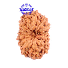 Load image into Gallery viewer, 15 Mukhi Indonesian Rudraksha - Bead No. 224
