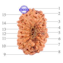 Load image into Gallery viewer, 15 Mukhi Indonesian Rudraksha - Bead No. 224