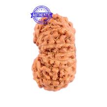 Load image into Gallery viewer, 15 Mukhi Indonesian Rudraksha - Bead No. 224