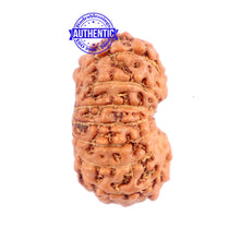 Load image into Gallery viewer, 15 Mukhi Indonesian Rudraksha - Bead No. 224