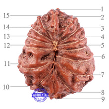 Load image into Gallery viewer, 15 Mukhi Indonesian Rudraksha - Bead No. 43