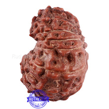 Load image into Gallery viewer, 15 Mukhi Indonesian Rudraksha - Bead No. 43
