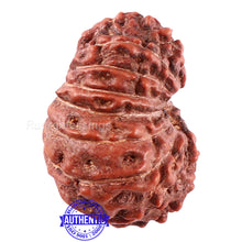 Load image into Gallery viewer, 15 Mukhi Indonesian Rudraksha - Bead No. 43