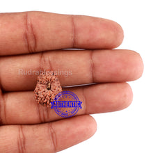 Load image into Gallery viewer, 15 Mukhi Indonesian Rudraksha - Bead No. 51