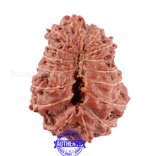 Load image into Gallery viewer, 15 Mukhi Indonesian Rudraksha - Bead No. 51