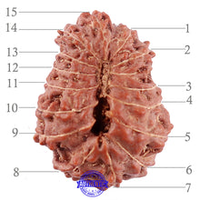 Load image into Gallery viewer, 15 Mukhi Indonesian Rudraksha - Bead No. 51