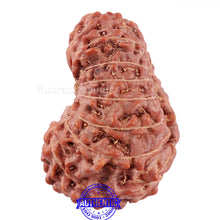 Load image into Gallery viewer, 15 Mukhi Indonesian Rudraksha - Bead No. 51