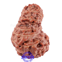Load image into Gallery viewer, 15 Mukhi Indonesian Rudraksha - Bead No. 51