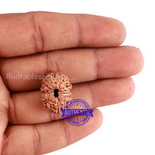 Load image into Gallery viewer, 15 Mukhi Indonesian Rudraksha - Bead No. 53