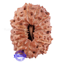 Load image into Gallery viewer, 15 Mukhi Indonesian Rudraksha - Bead No. 53