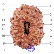 Load image into Gallery viewer, 15 Mukhi Indonesian Rudraksha - Bead No. 53