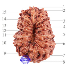 Load image into Gallery viewer, 15 Mukhi Indonesian Rudraksha - Bead No. 72