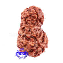 Load image into Gallery viewer, 15 Mukhi Indonesian Rudraksha - Bead No. 72