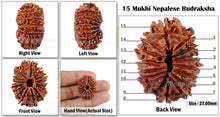 Load image into Gallery viewer, 15 Mukhi Rudraksha from Nepal - Bead No. 22