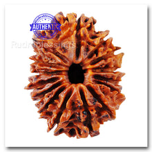 Load image into Gallery viewer, 15 Mukhi Rudraksha from Nepal - Bead No. 22