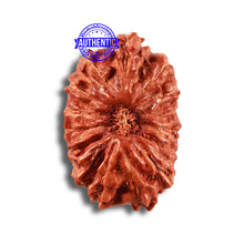 Load image into Gallery viewer, 15 Mukhi Indonesian Rudraksha - Bead No. 252