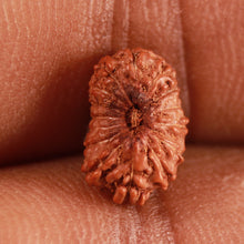 Load image into Gallery viewer, 15 Mukhi Indonesian Rudraksha - Bead No. 254