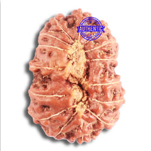 Load image into Gallery viewer, 15 Mukhi Indonesian Rudraksha - Bead No. 257
