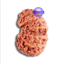 Load image into Gallery viewer, 15 Mukhi Indonesian Rudraksha - Bead No. 257