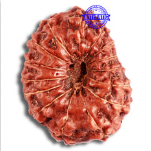 Load image into Gallery viewer, 15 Mukhi Indonesian Rudraksha - Bead No. 258