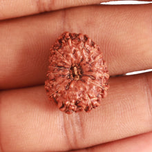 Load image into Gallery viewer, 15 Mukhi Indonesian Rudraksha - Bead No. 258