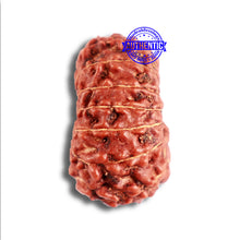 Load image into Gallery viewer, 15 Mukhi Indonesian Rudraksha - Bead No. 258
