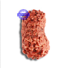 Load image into Gallery viewer, 15 Mukhi Indonesian Rudraksha - Bead No. 258