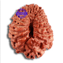 Load image into Gallery viewer, 15 Mukhi Indonesian Rudraksha - Bead No. 259