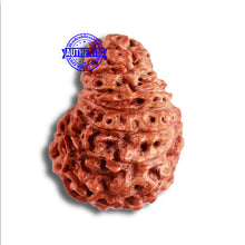 Load image into Gallery viewer, 15 Mukhi Indonesian Rudraksha - Bead No. 259