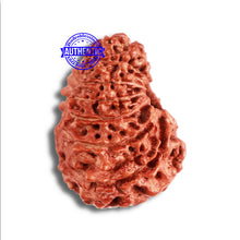 Load image into Gallery viewer, 15 Mukhi Indonesian Rudraksha - Bead No. 259